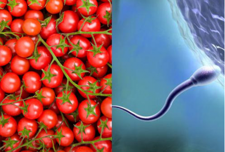 Ăn cà chua sẽ làm tăng cơ hội làm Cha